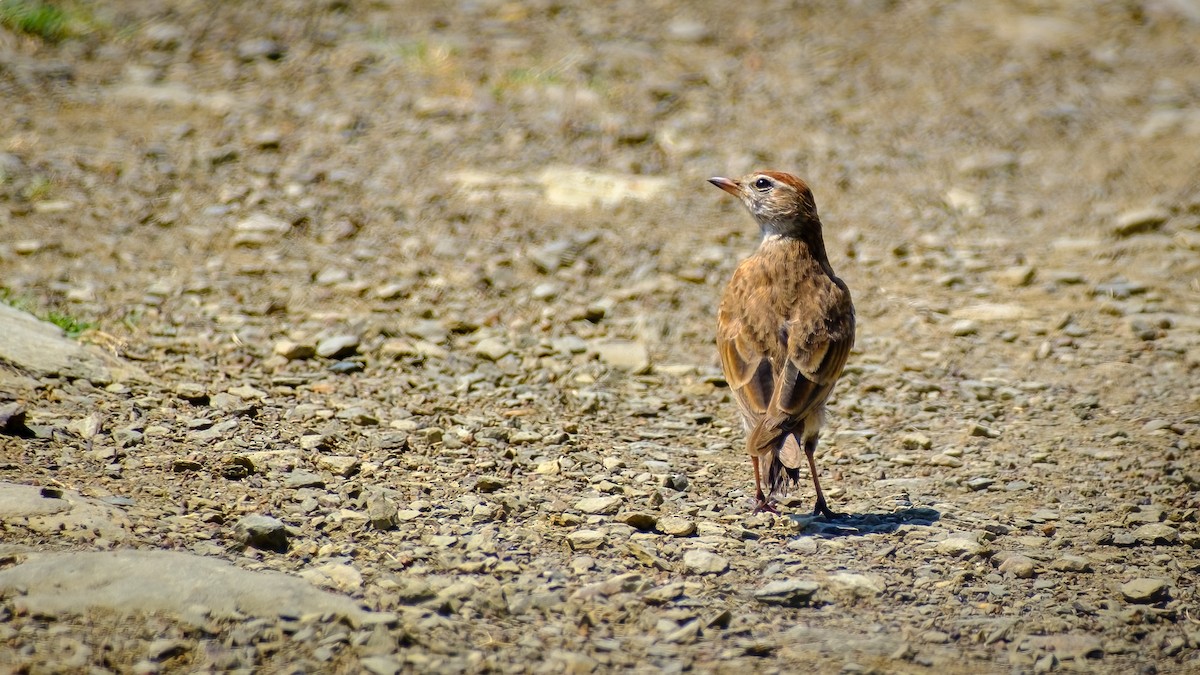 Red-capped Lark - ML613209190