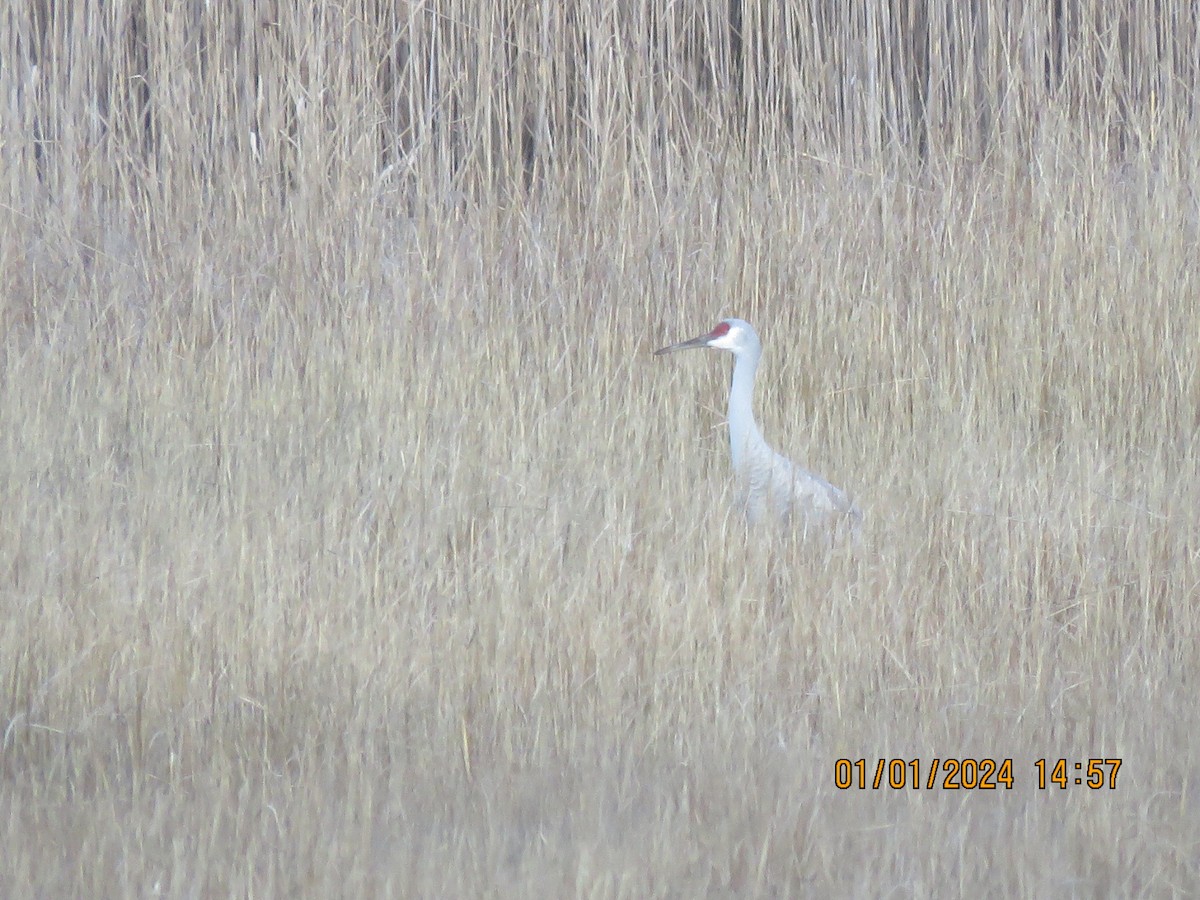 Sandhill Crane - ML613209229