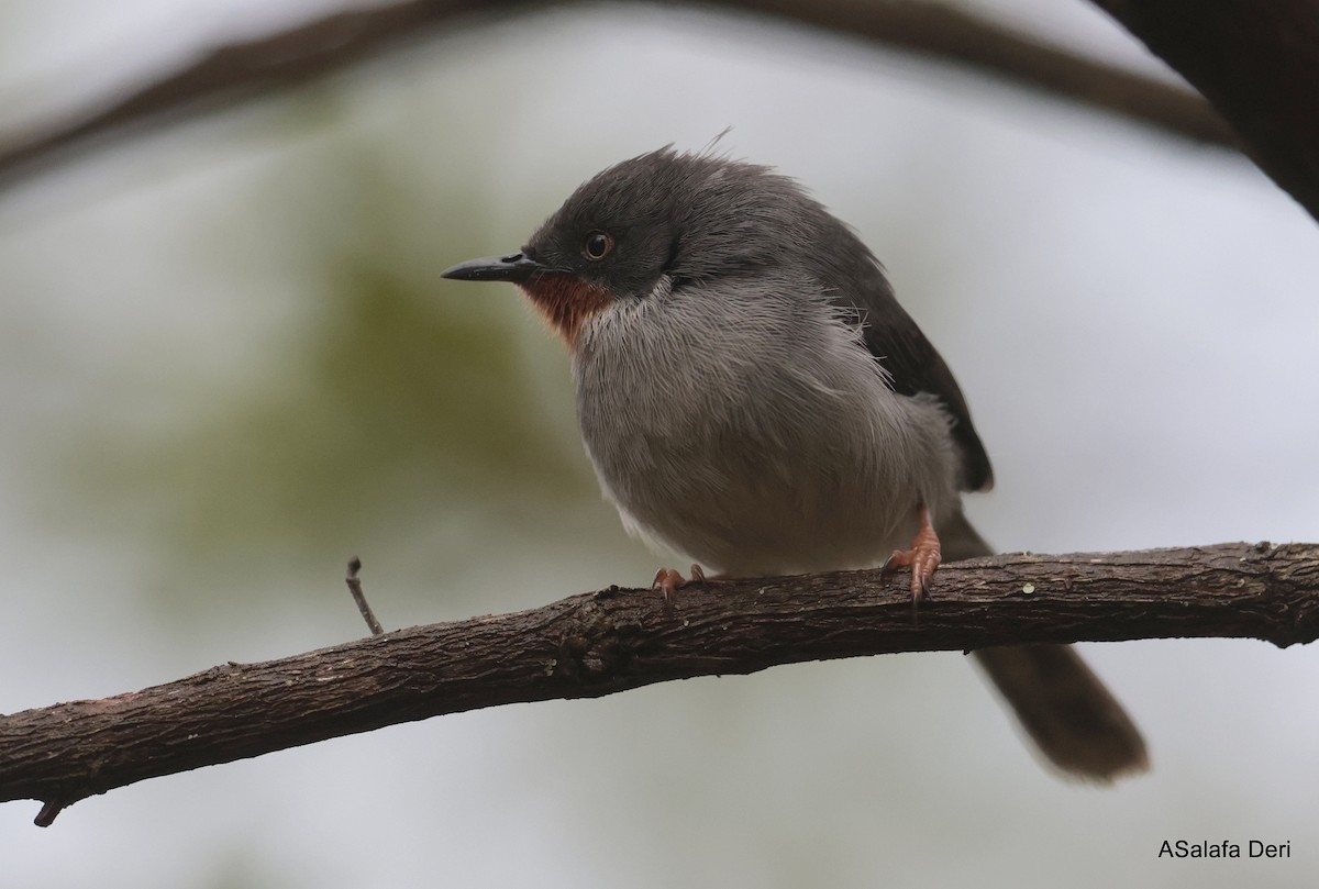 Chestnut-throated Apalis - ML613209239