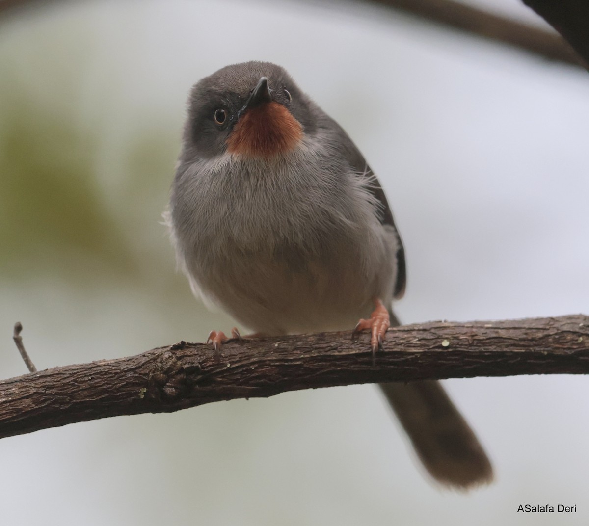 Apalis à gorge marron - ML613209241