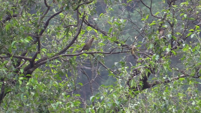 Striated Laughingthrush - ML613209252