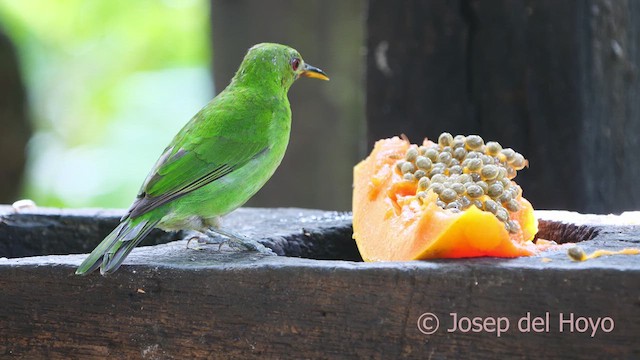 Mielerito Verde - ML613209262