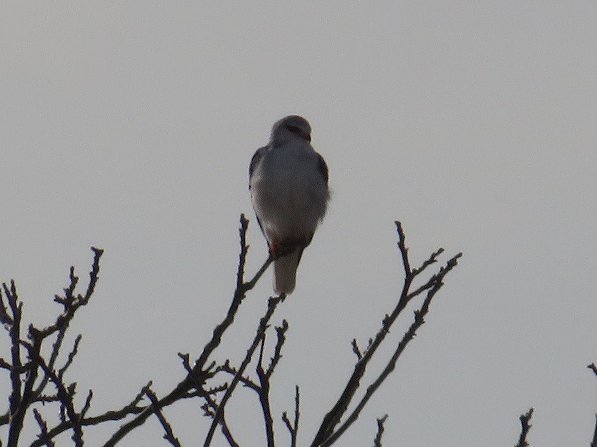 Black-winged Kite - ML613209287