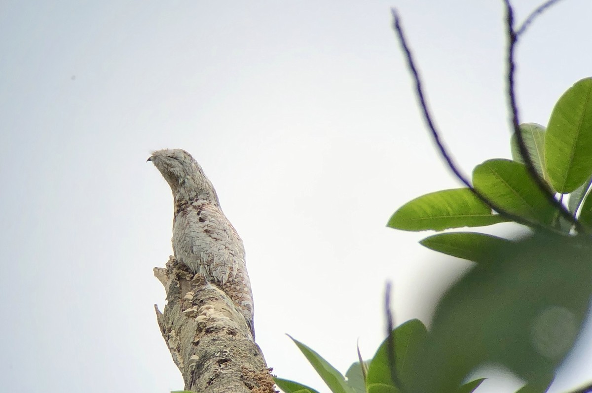 Common Potoo - ML613209307