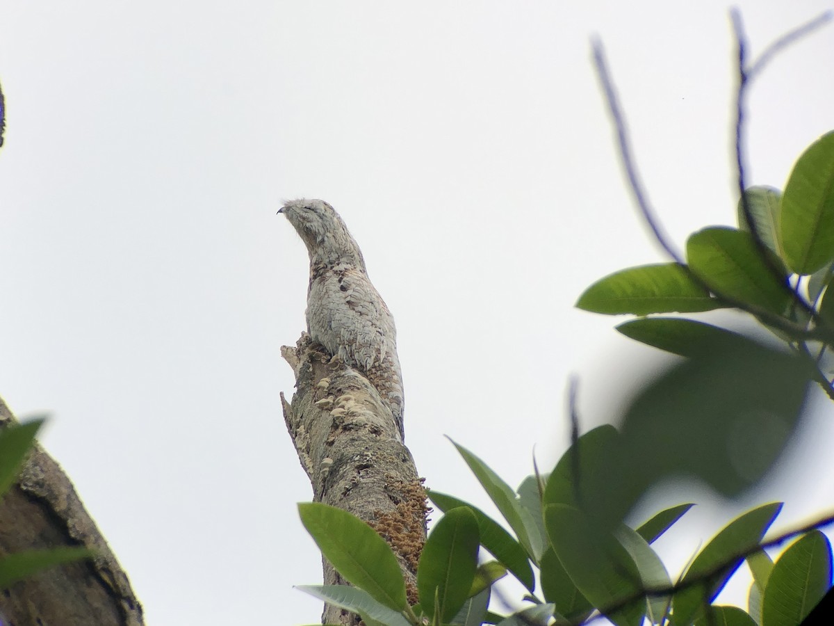 Common Potoo - ML613209308