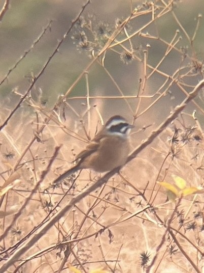 Meadow Bunting - Josh Gatchalian