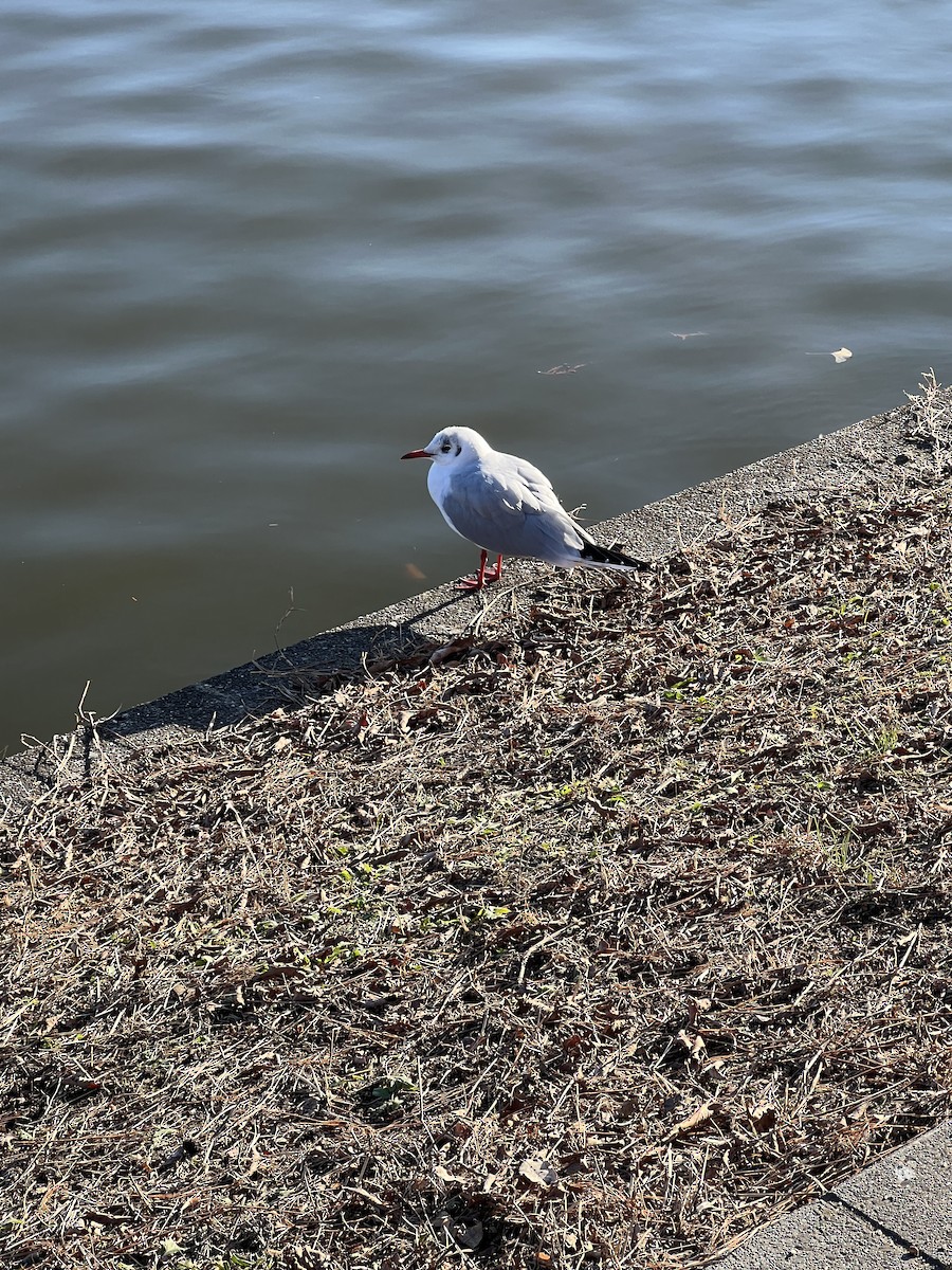 Mouette rieuse - ML613209362