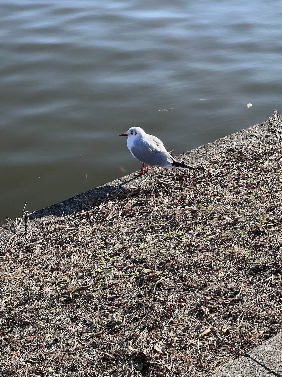 Black-headed Gull - ML613209362