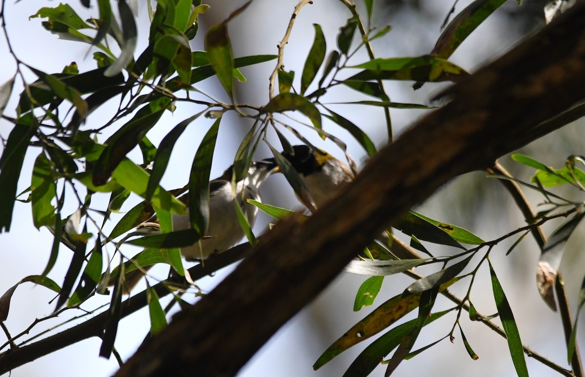 White-naped Honeyeater - Susan Kruss