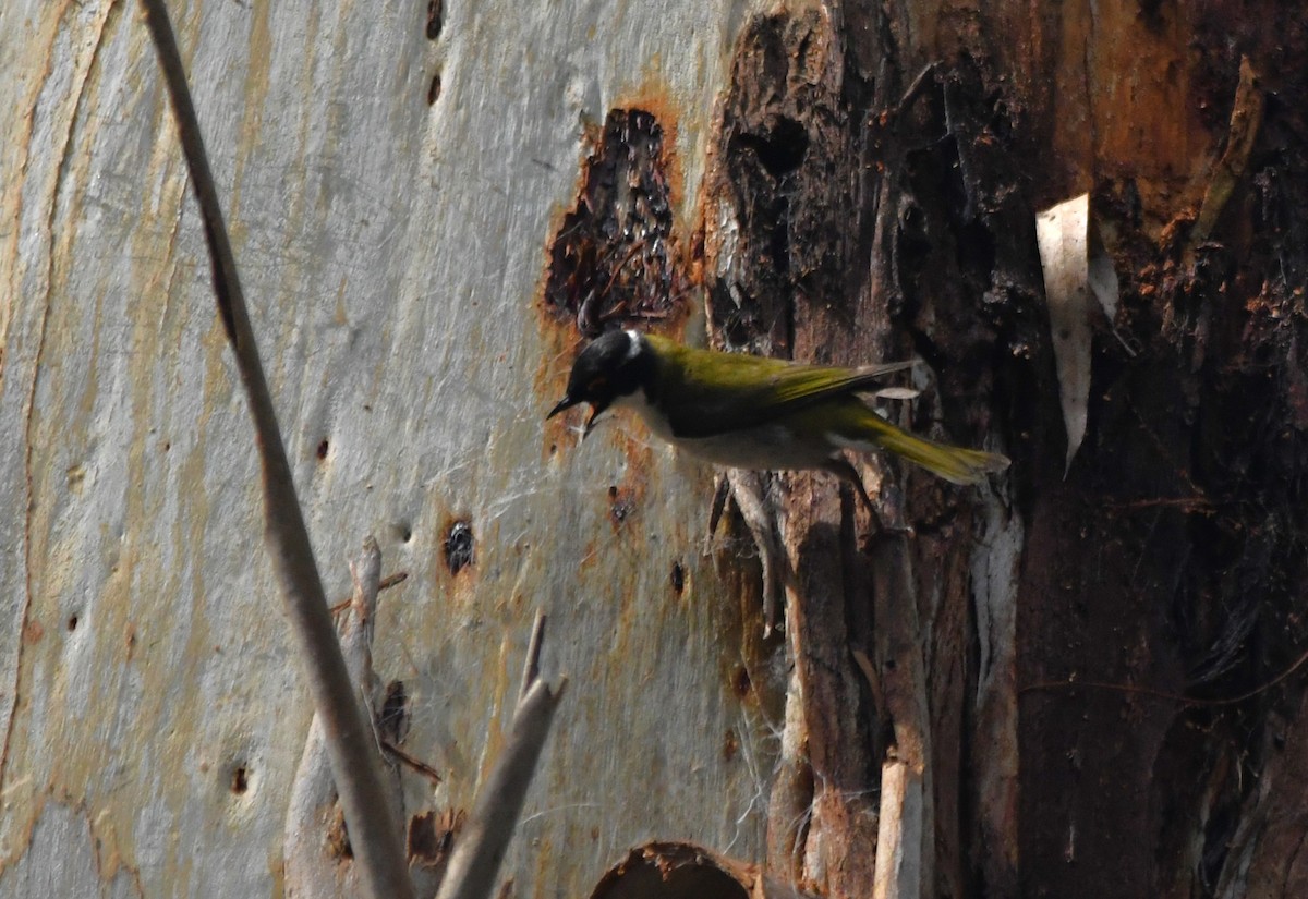 White-naped Honeyeater - ML613209395