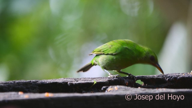 Green Honeycreeper - ML613209409