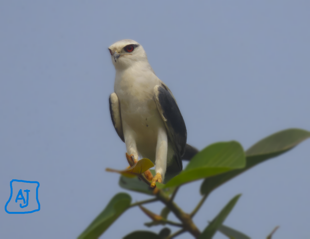 Black-winged Kite - ML613209443