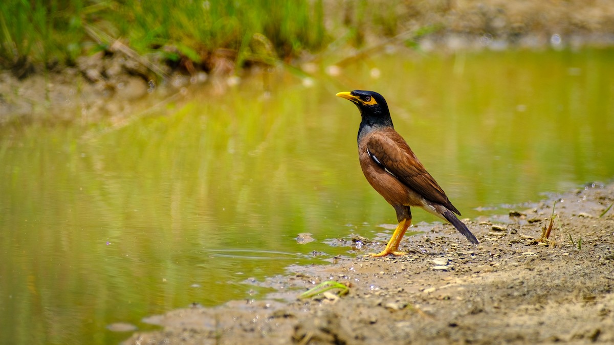 Common Myna - Andrew Black