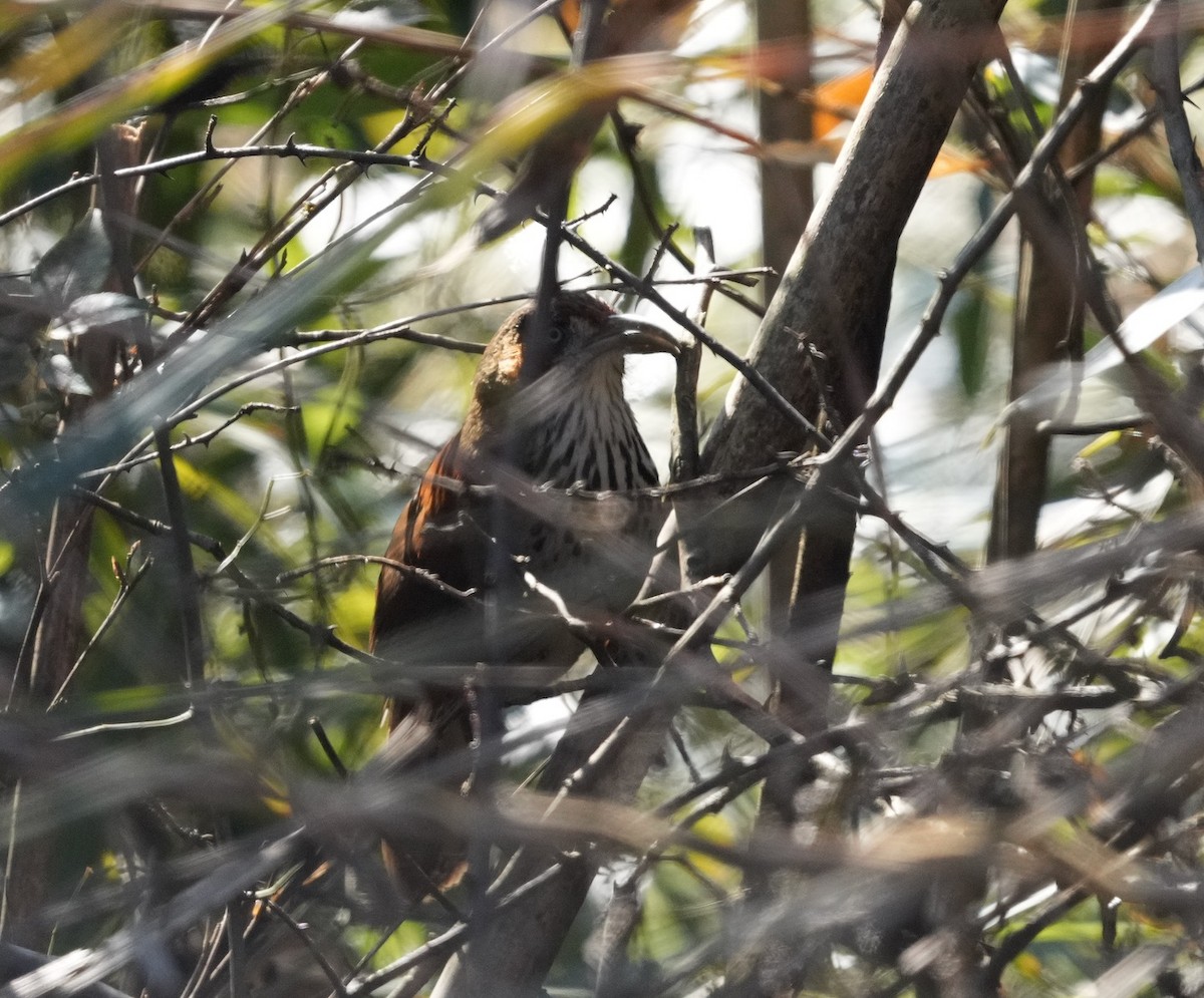 Gray-sided Scimitar-Babbler - Zhongyu Wang