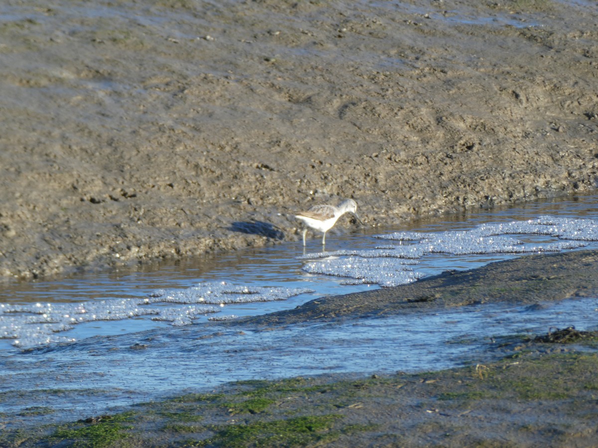 Common Greenshank - ML613209470