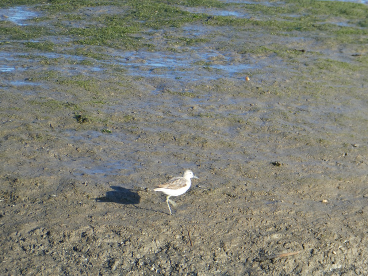 Common Greenshank - ML613209471