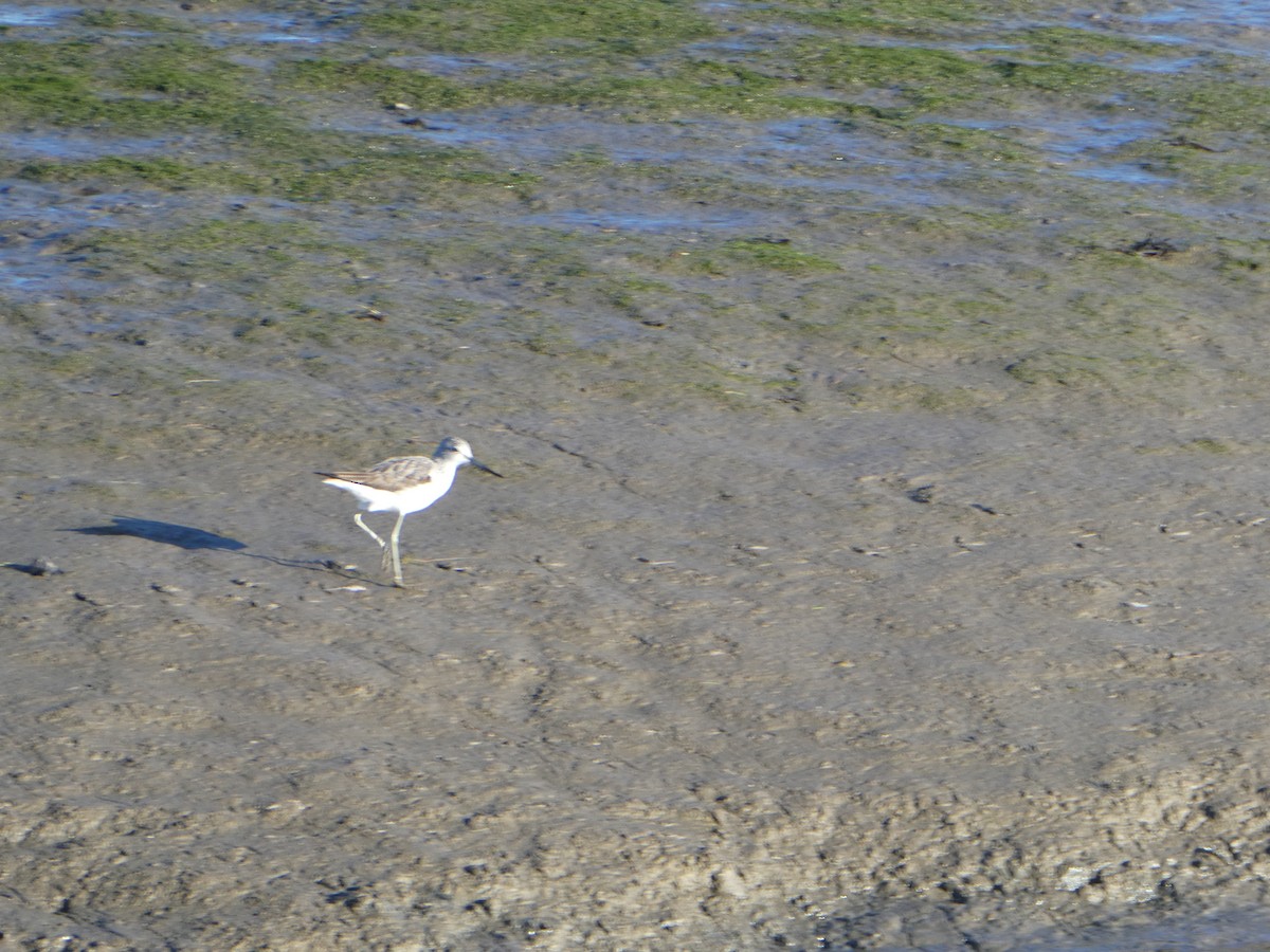 Common Greenshank - ML613209472