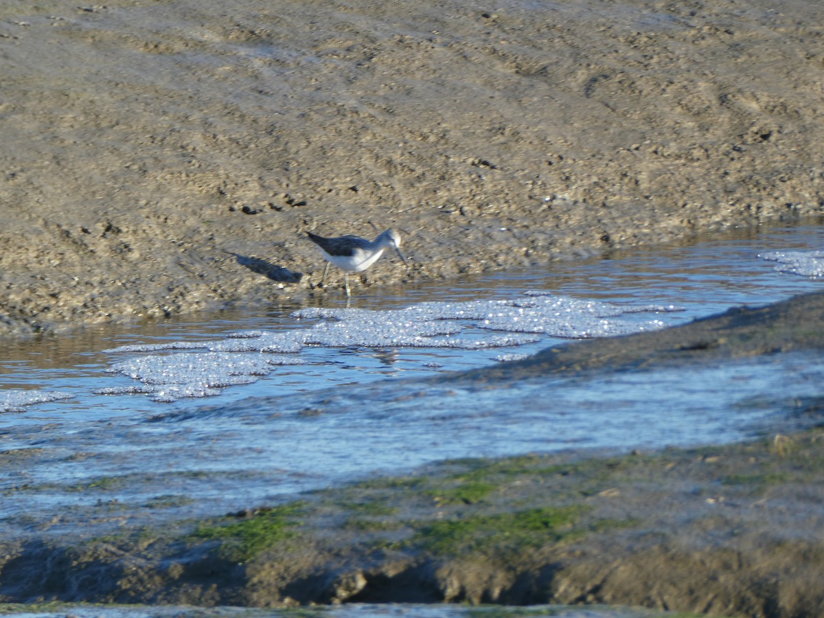 Common Greenshank - ML613209473