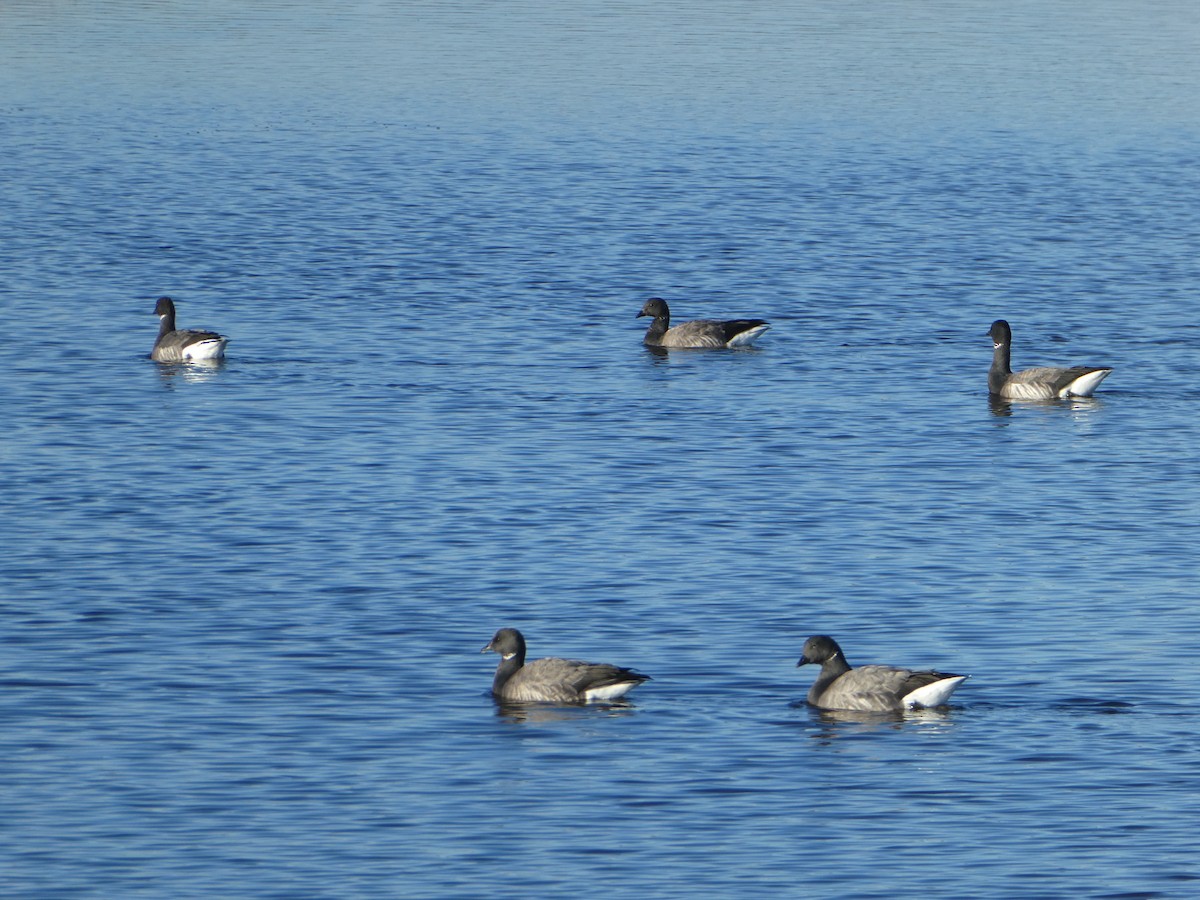 Brant - ML613209478