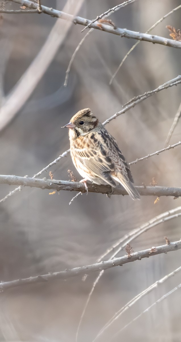 Rustic Bunting - ML613209523