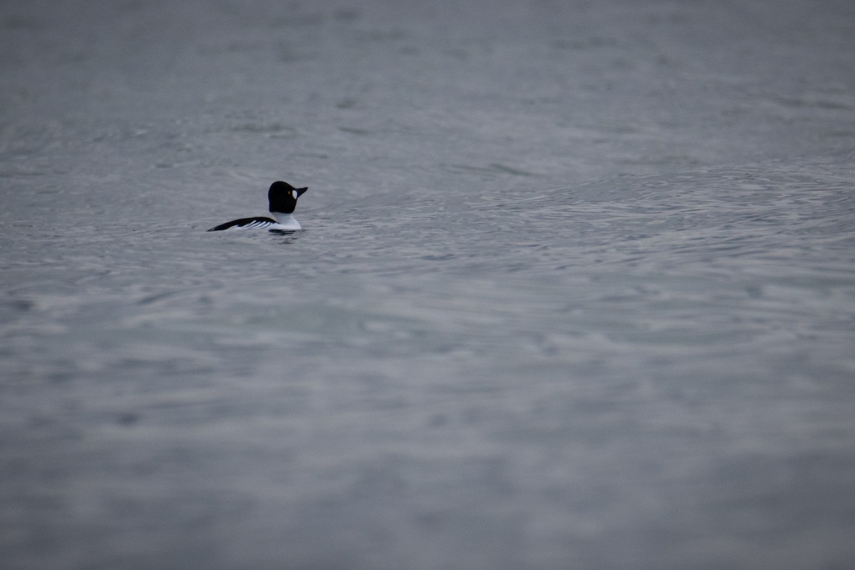 Common Goldeneye - Martin Jeanmonod