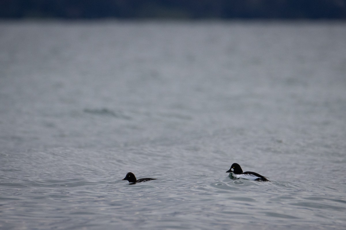 Алаг шунгаач - ML613209536