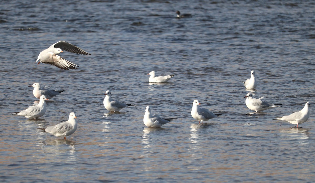 Black-headed Gull - ML613209562