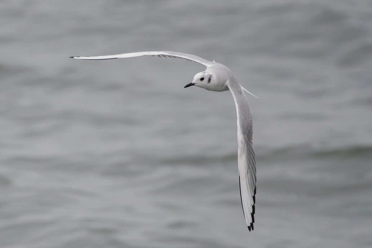 Mouette de Bonaparte - ML613209567