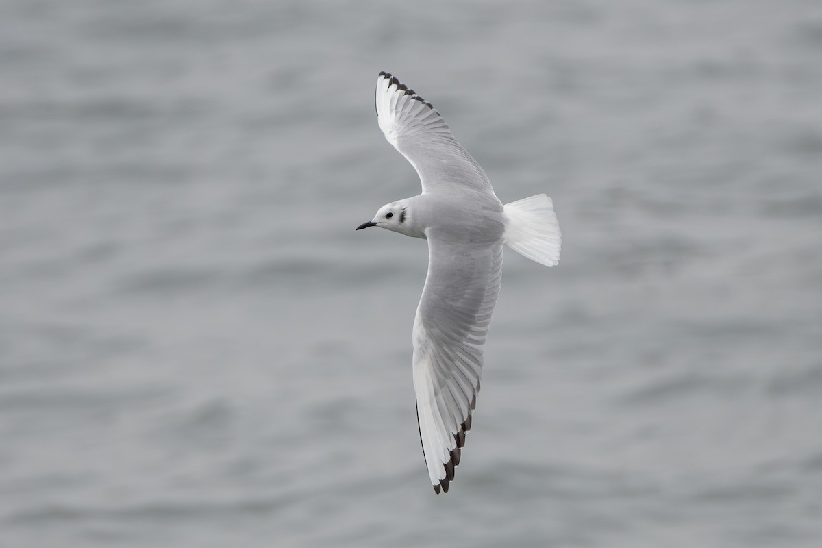 Mouette de Bonaparte - ML613209570