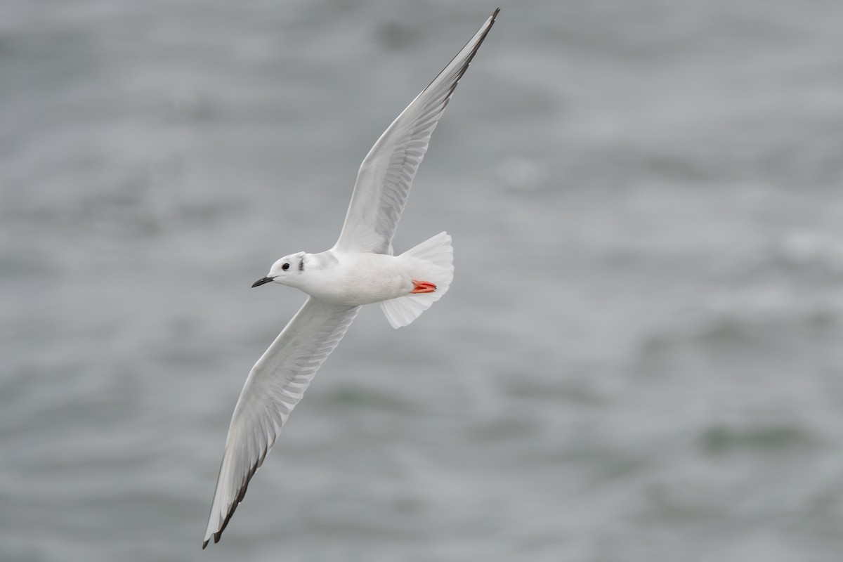 Bonaparte's Gull - ML613209571