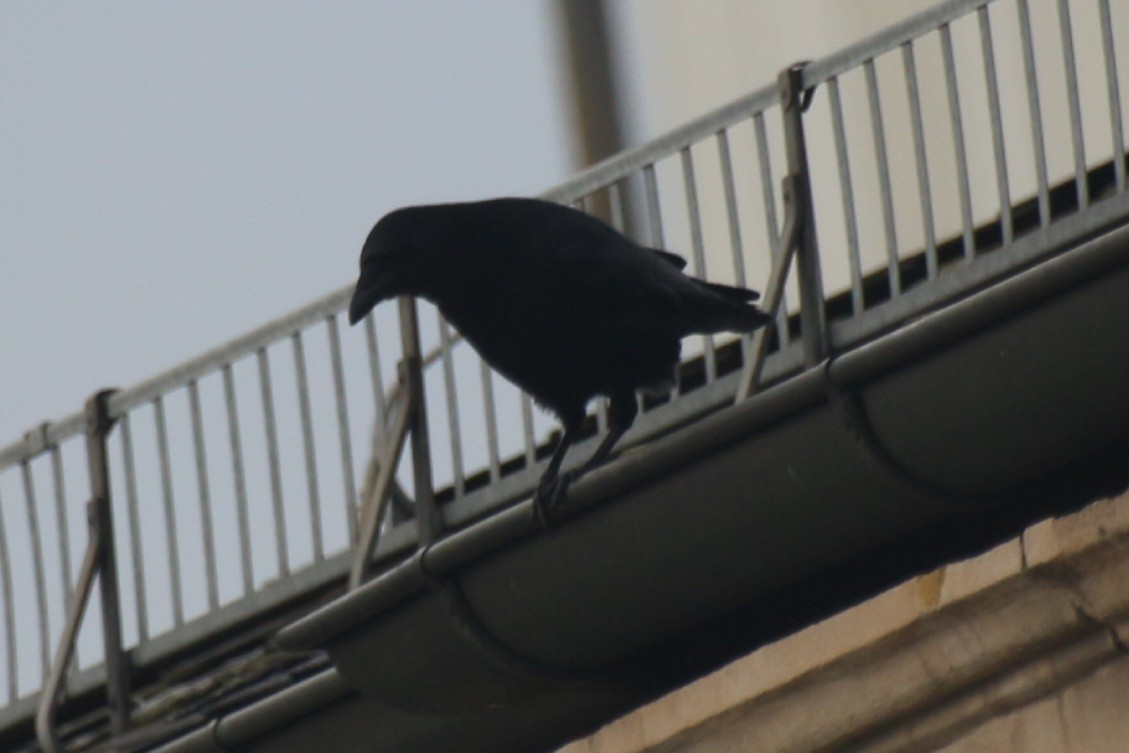 Carrion Crow - ML613209667