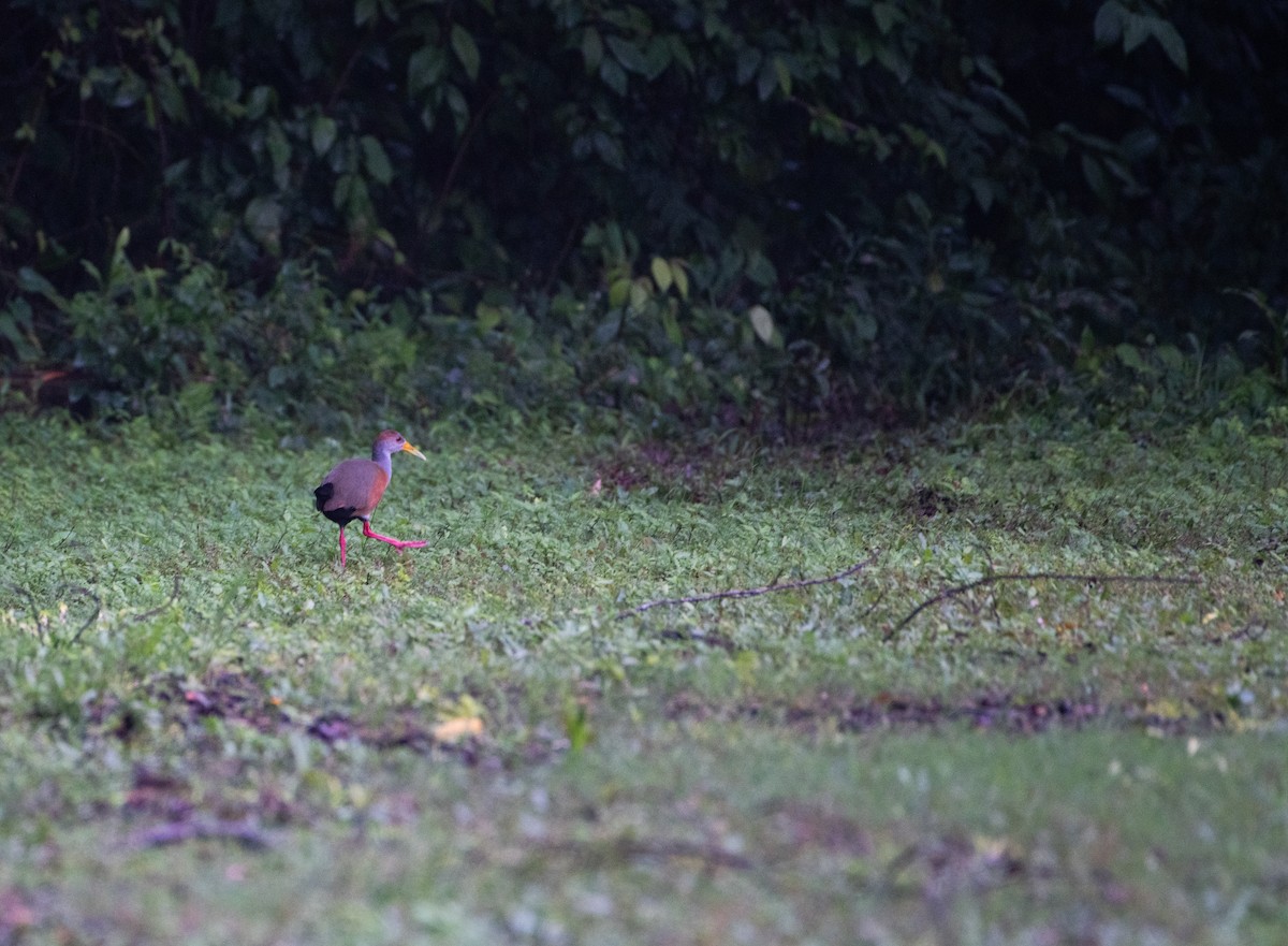 Russet-naped Wood-Rail - Aidan Powell