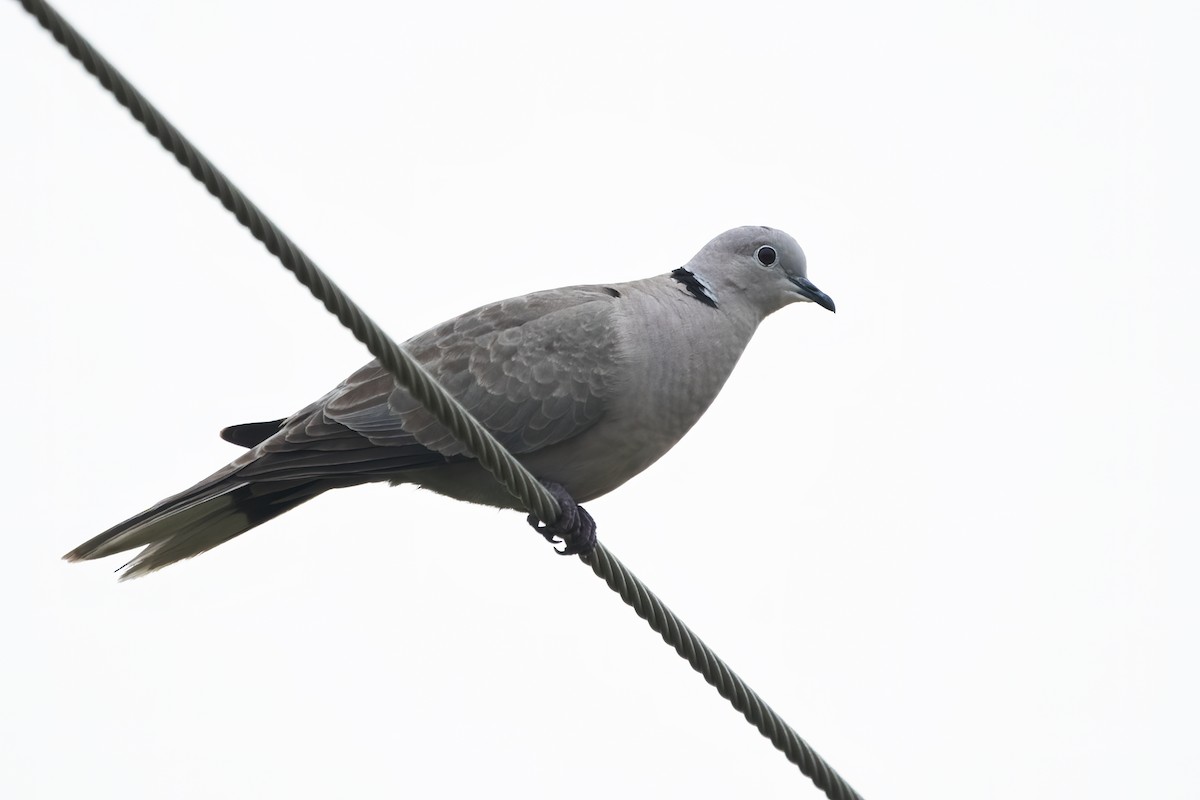 Eurasian Collared-Dove - Ravi Jesudas