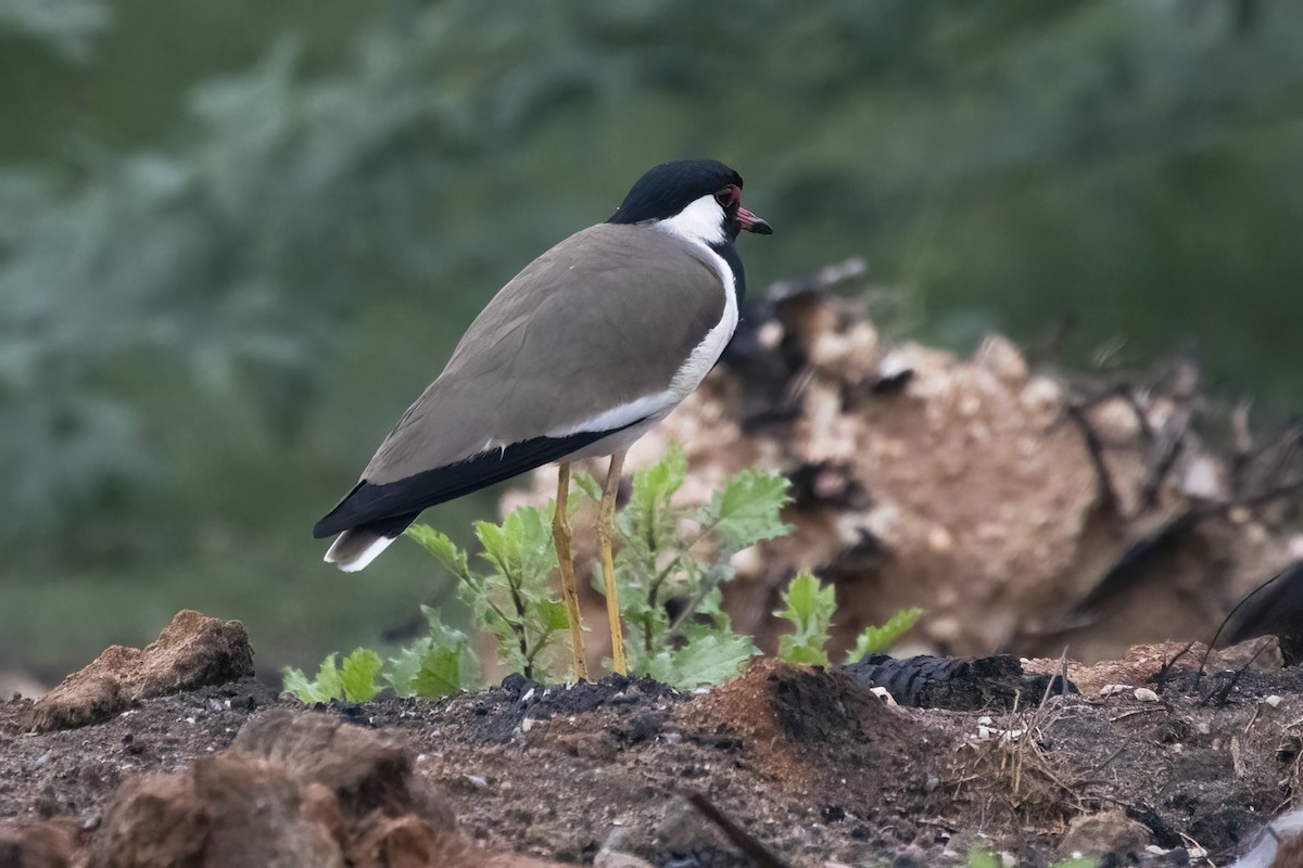 Red-wattled Lapwing - ML613209712