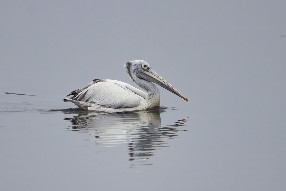 pelikán skvrnozobý - ML613209725