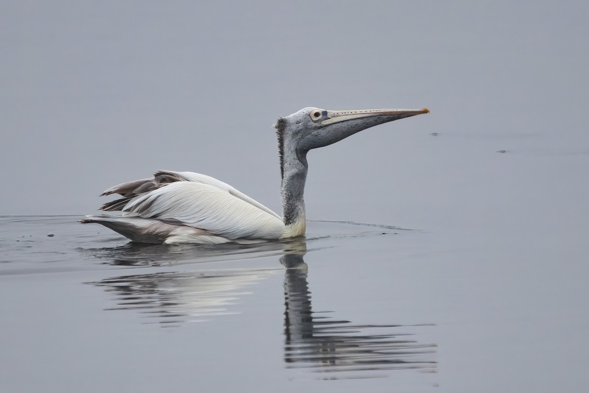 pelikán skvrnozobý - ML613209727