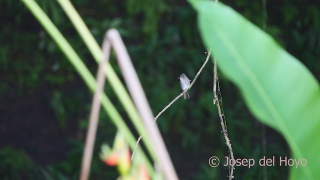 Eastern Wood-Pewee - ML613209730