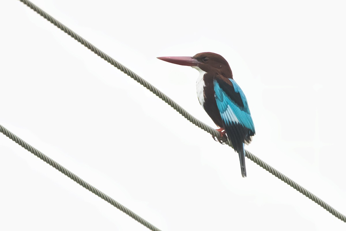 White-throated Kingfisher - ML613209741