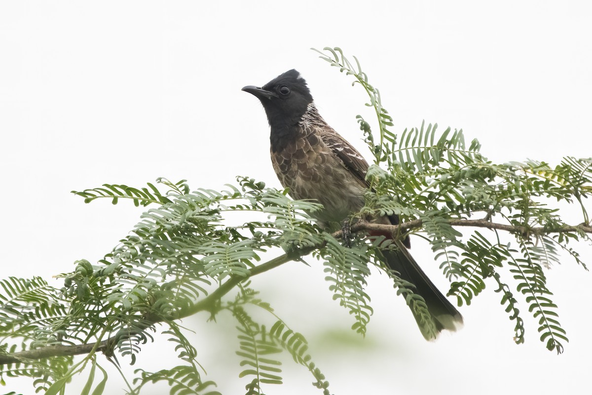 Red-vented Bulbul - ML613209784