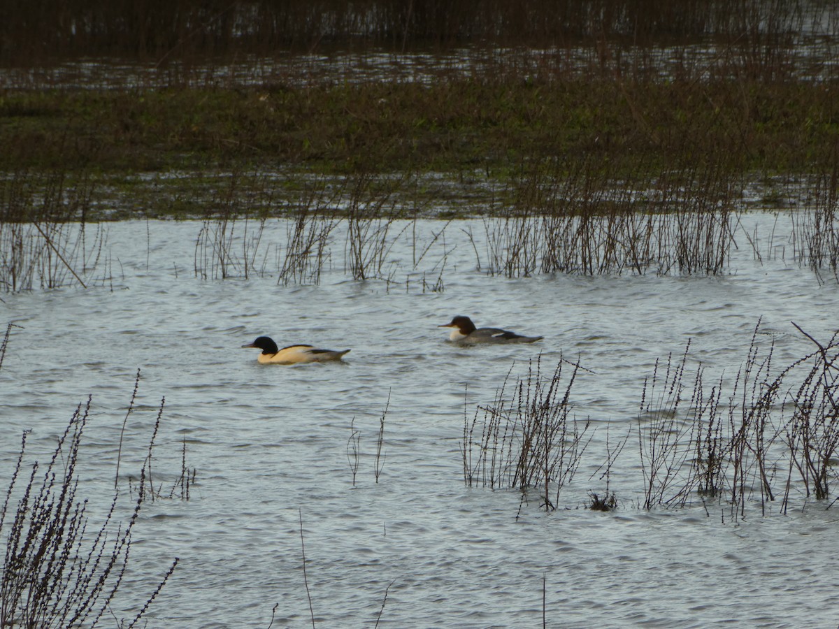 Common Merganser (Eurasian) - Sandy Millin