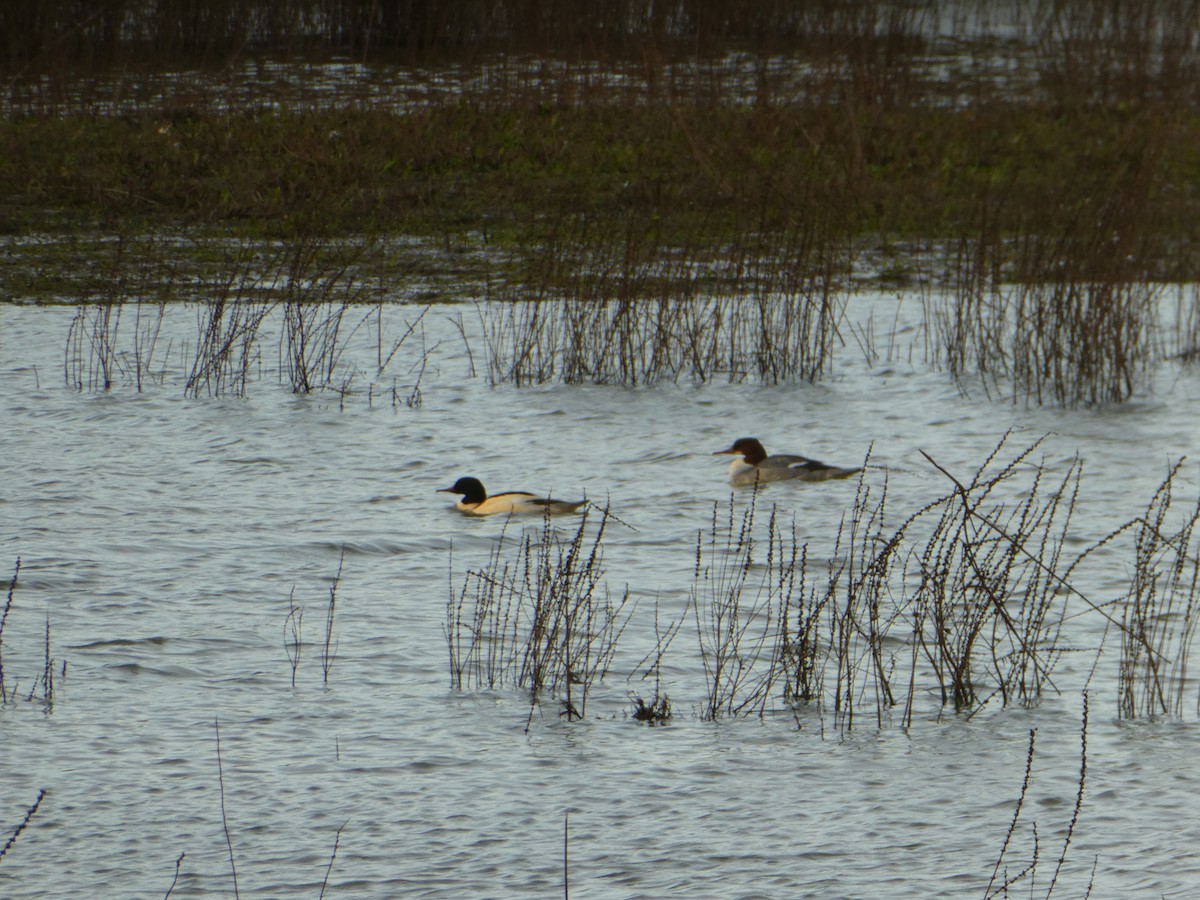 Крех великий (підвид merganser/orientalis) - ML613209823