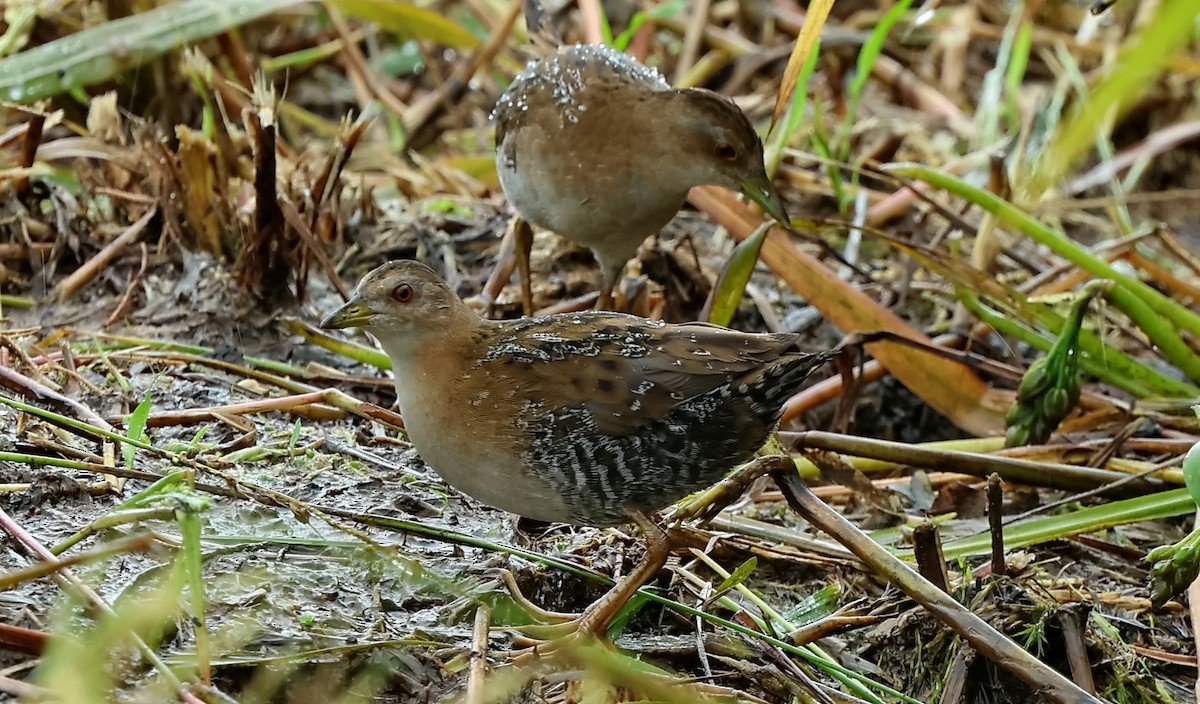 Baillon's Crake - Ang TH