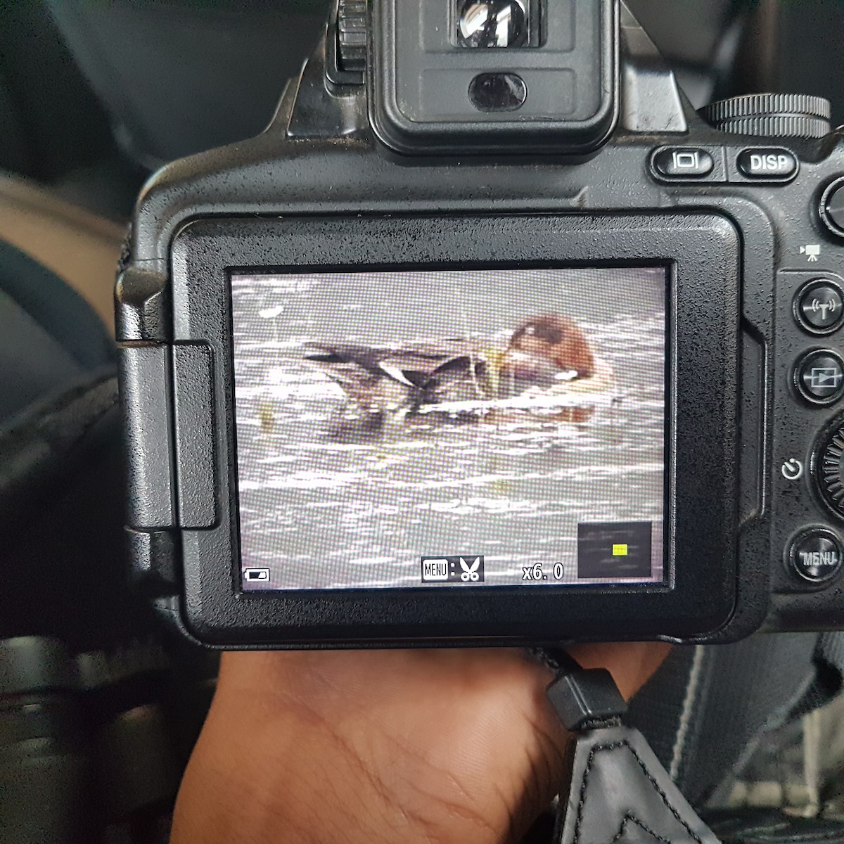 Eurasian Wigeon - ML613209882