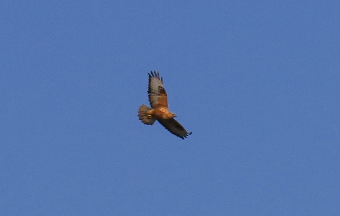 Long-legged Buzzard - ML613209961