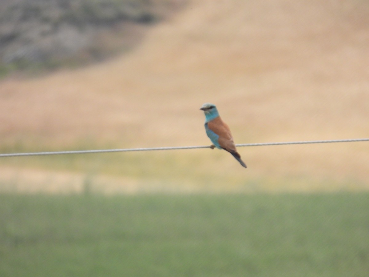 European Roller - ML613209981