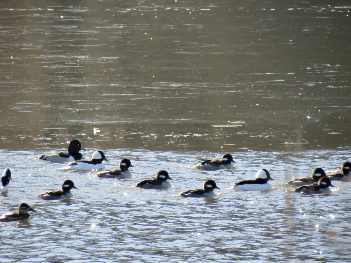 Bufflehead - ML613210047