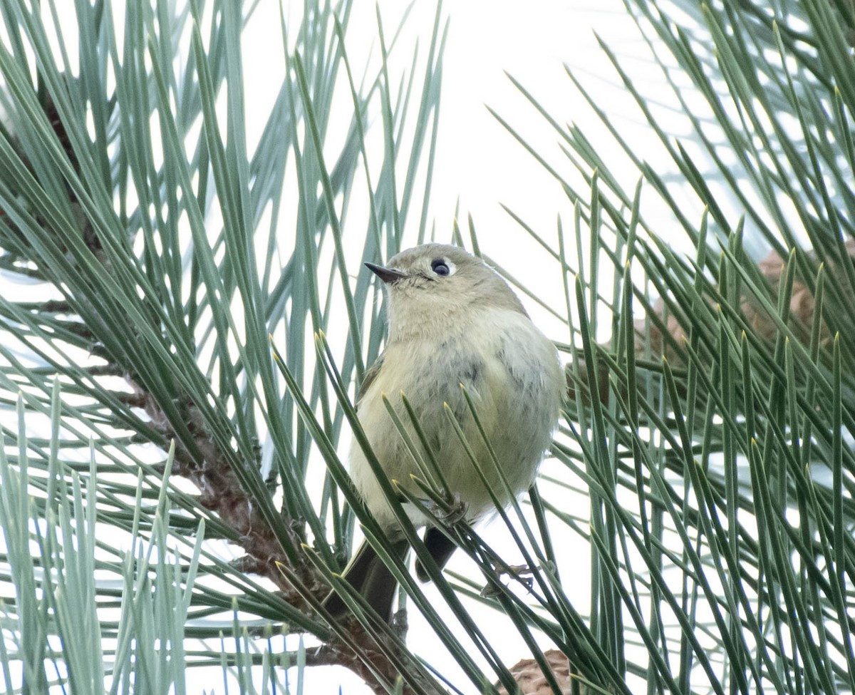 Ruby-crowned Kinglet - ML613210067