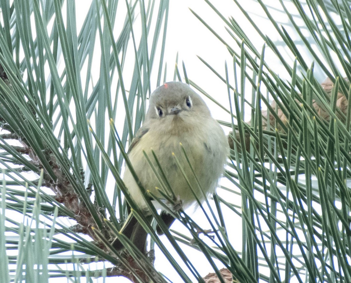 Ruby-crowned Kinglet - ML613210068