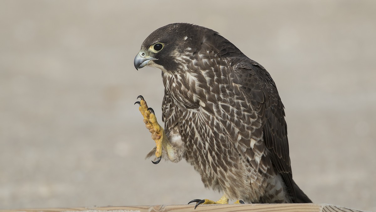 Peregrine Falcon - Sercan Bilgin