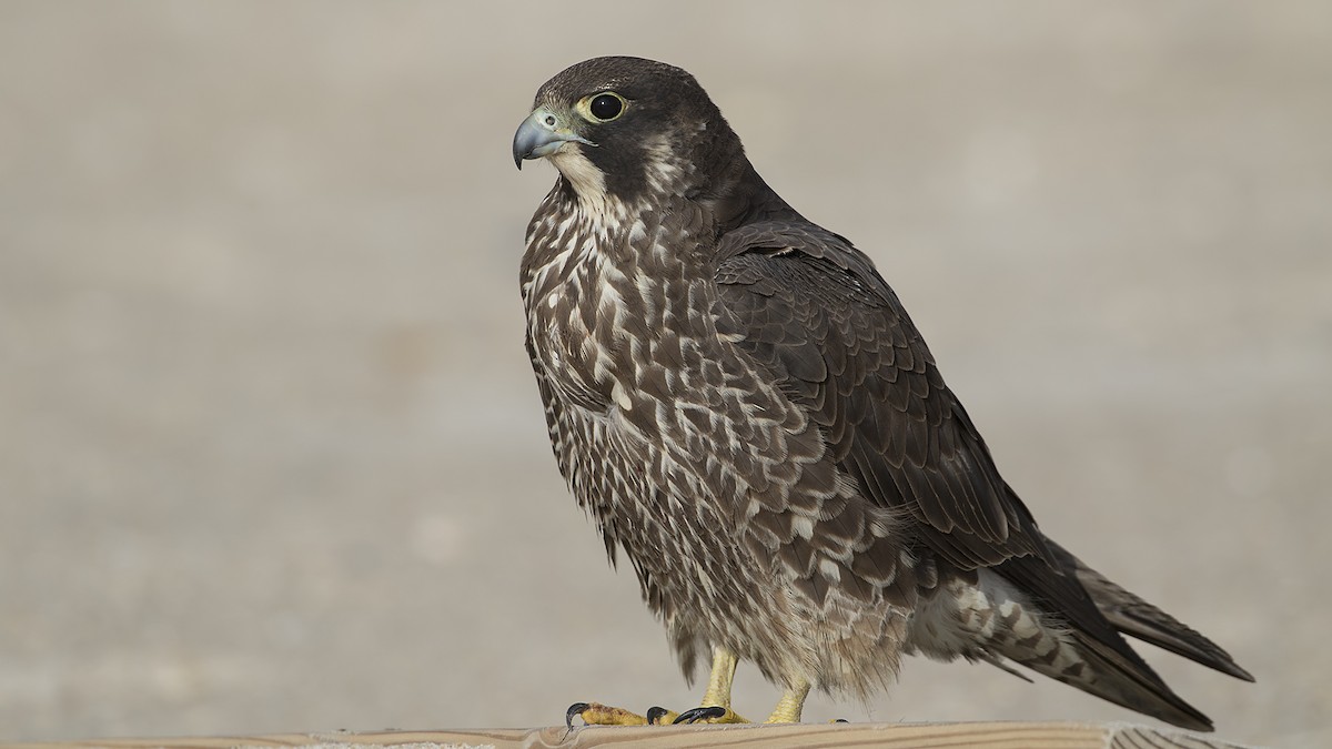 Peregrine Falcon - Sercan Bilgin